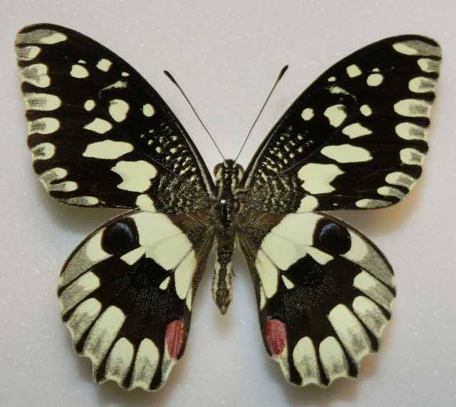 Papilio demoleus (philippines, aberration) (Internet Image property of respective owner, non-commercial use only)